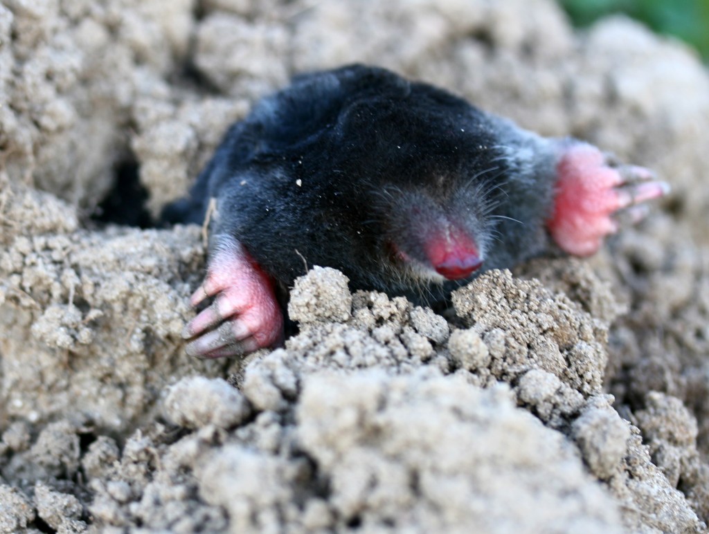 Mollen bestrijding Jaap Zandvliet Jaap Zandvliet