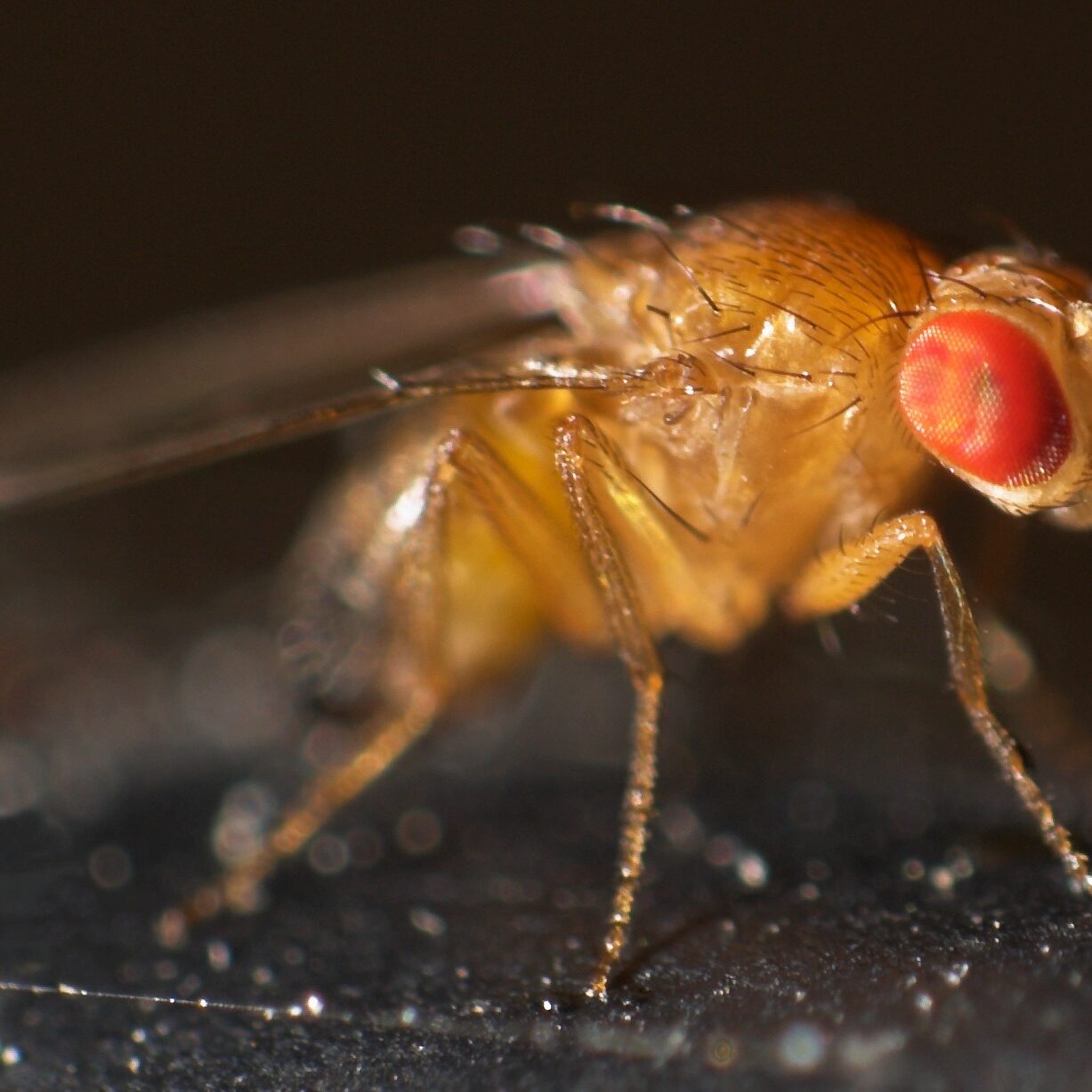 Drosophila_melanogaster