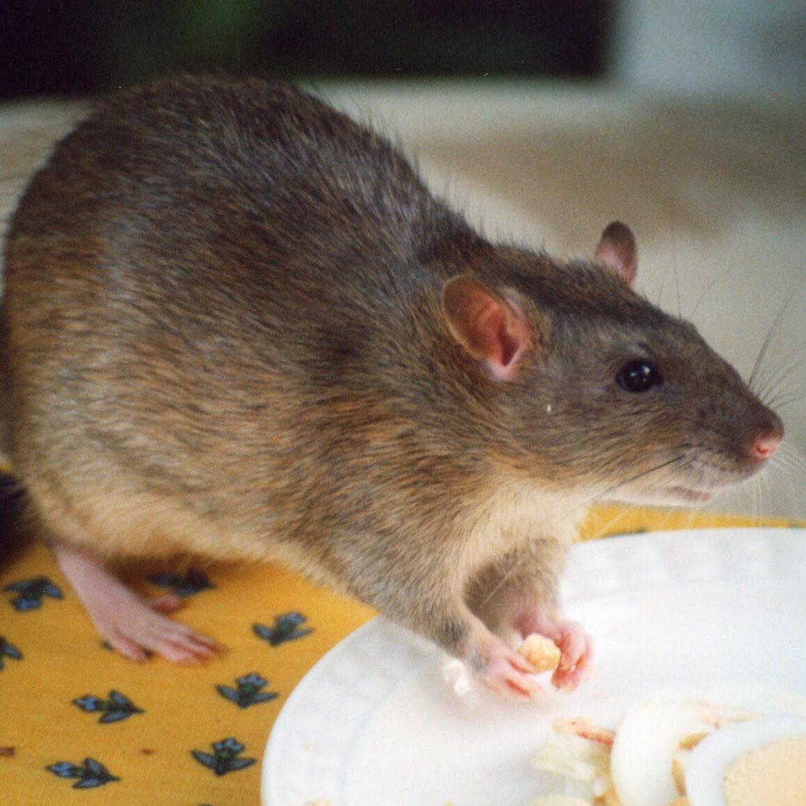 Rat_agouti