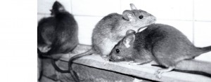 Zwarte Rat
